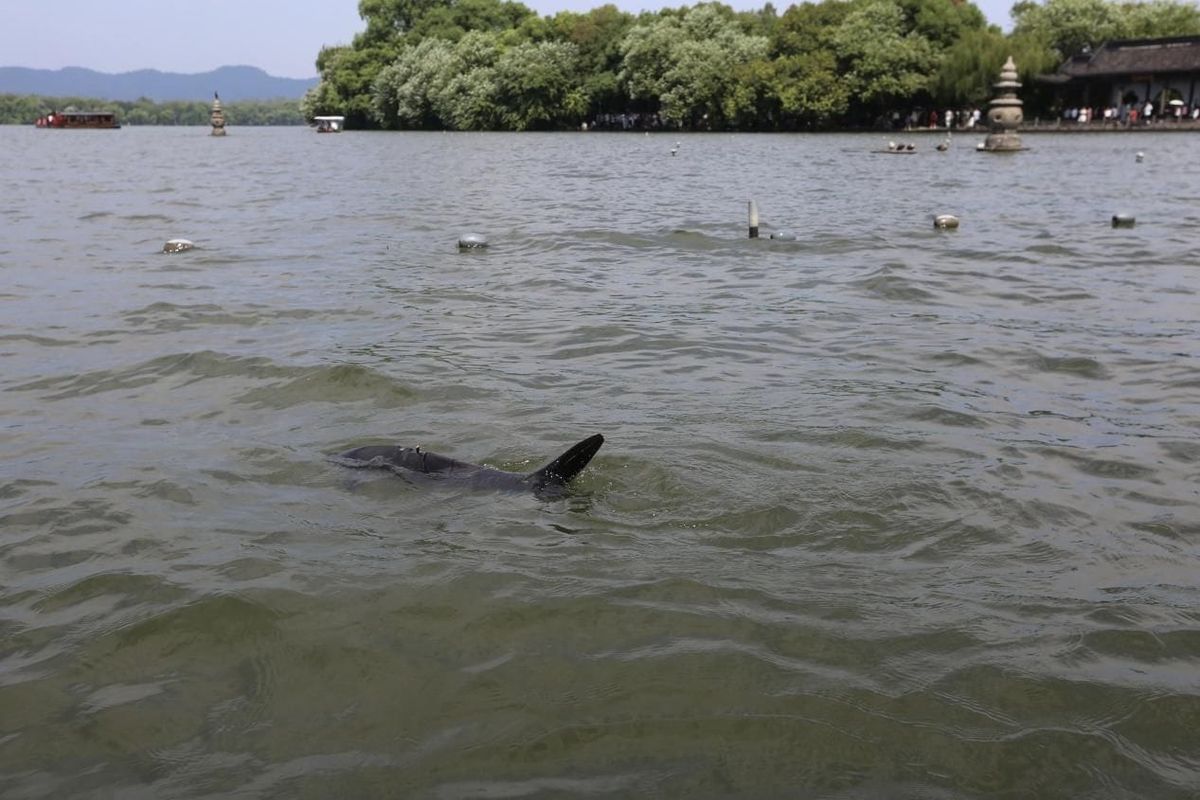Hangzhou Deploys Biomimetic Robotic Fish for West Lake Patrols