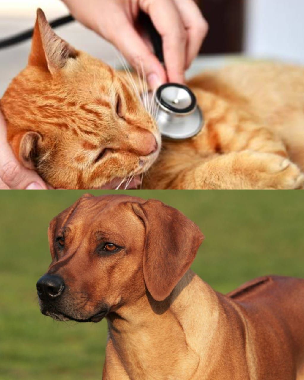 Chiens et chats à N'Djamena : des compagnons adorés, mais souvent oubliés par le dépistage