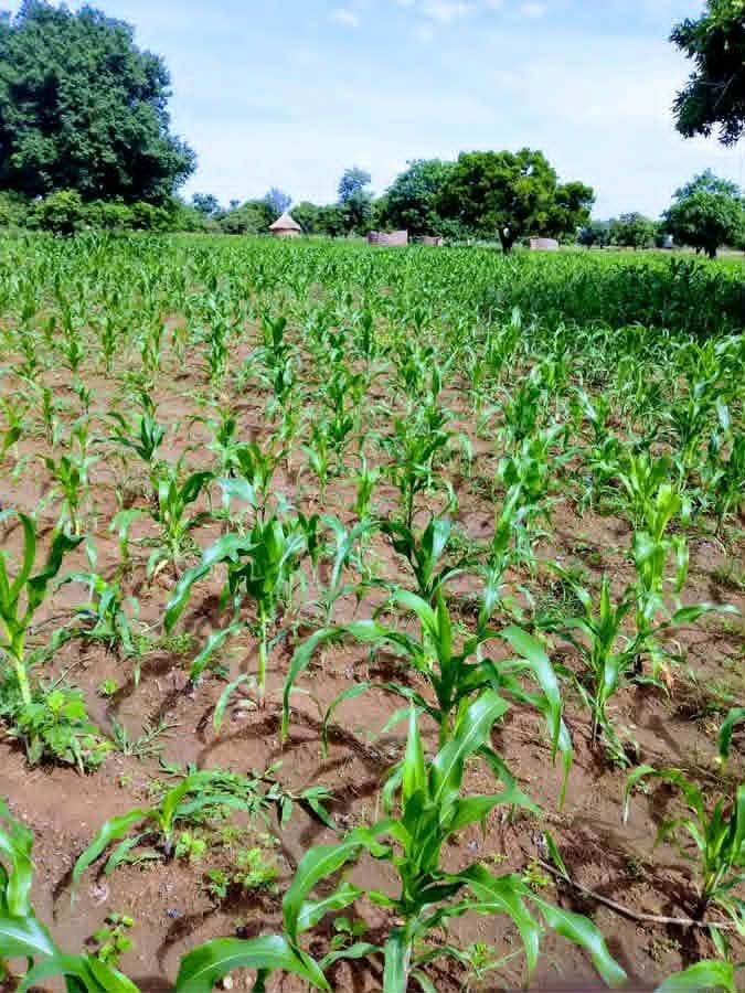 Tchad : l'aléa climatique menace les récoltes et ravive la crainte d'une flambée des prix