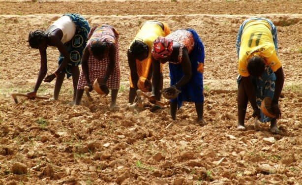 Engrais au Tchad : ces milliards qui pourraient dynamiser l’économie nationale