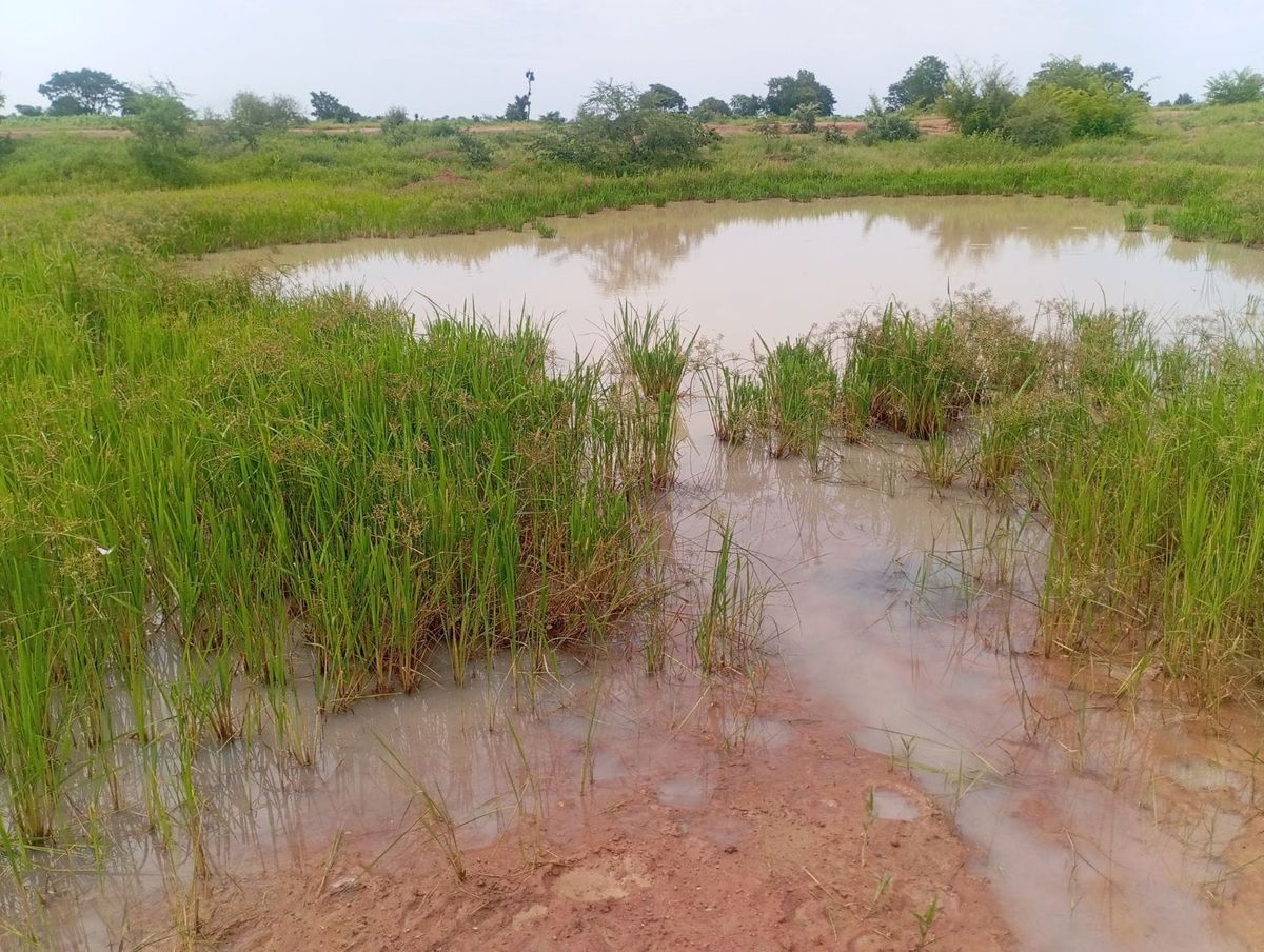 Tchad : les rejets d'eaux usées à Béboni jugés sans danger immédiat