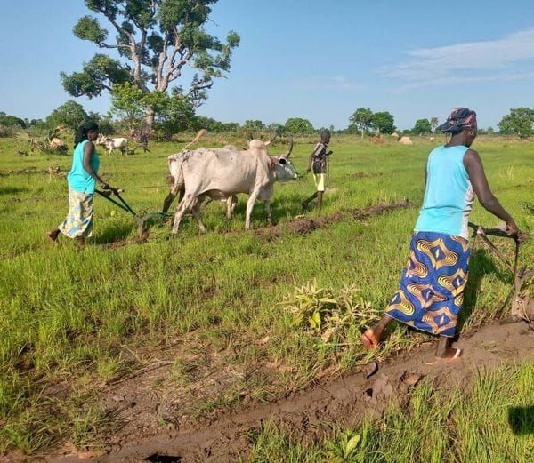 Agriculture et élevage au Tchad : la raréfaction des ressources accentue les tensions dans les campagnes