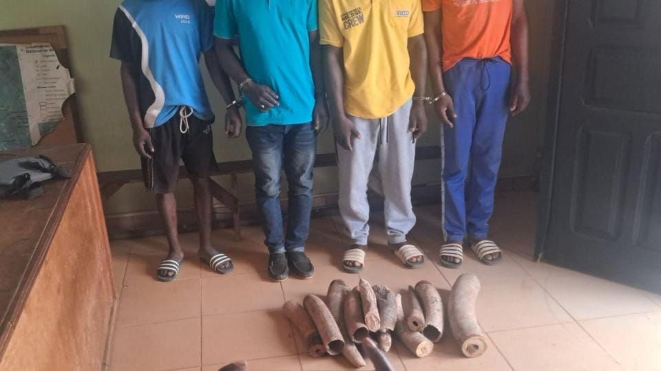 Trafic d'ivoire au Gabon : trois suspects écroués à Libreville