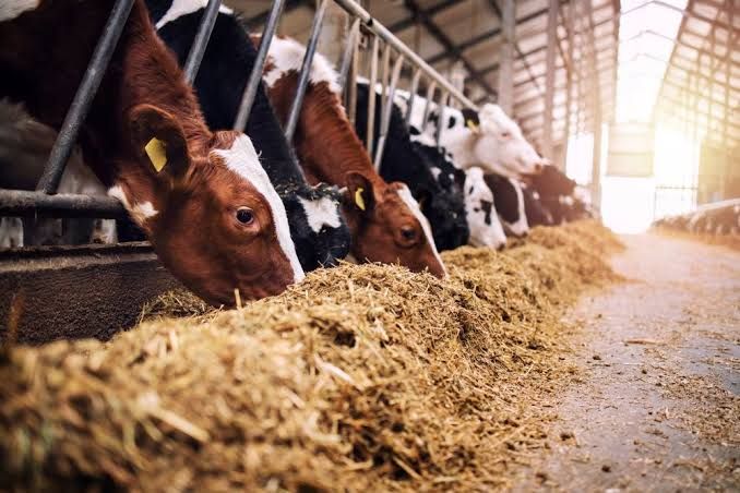 Tchad : exonération des droits et taxes sur les intrants agricoles, l'alimentation et le matériel hydraulique