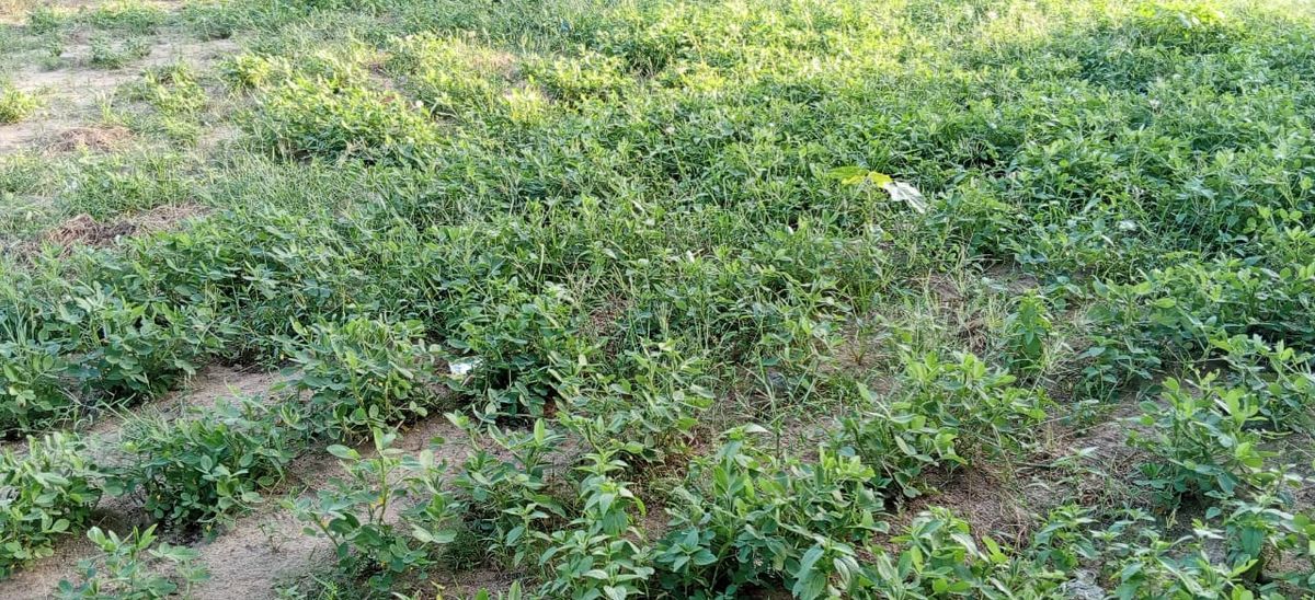 Tchad : dans la province du Guéra, la pluie apporte enfin le soulagement après l'angoisse