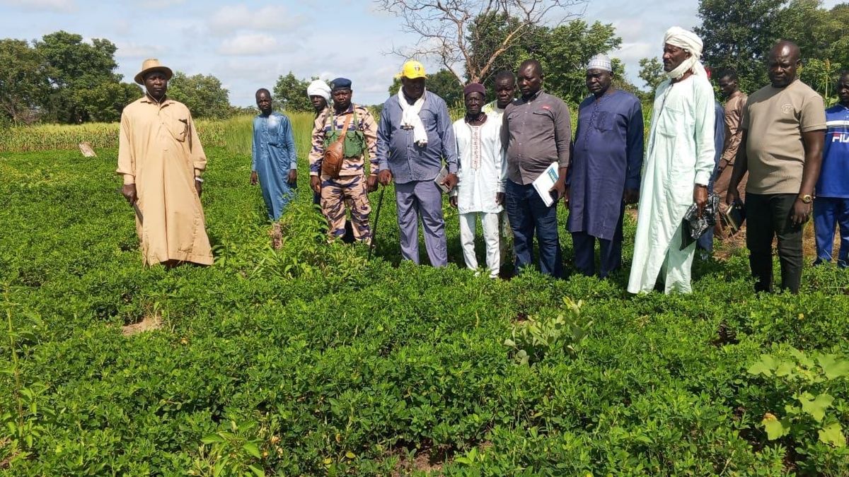 Tchad : le déficit pluviométrique menace la campagne agricole à Bohobé (Lac Iro)