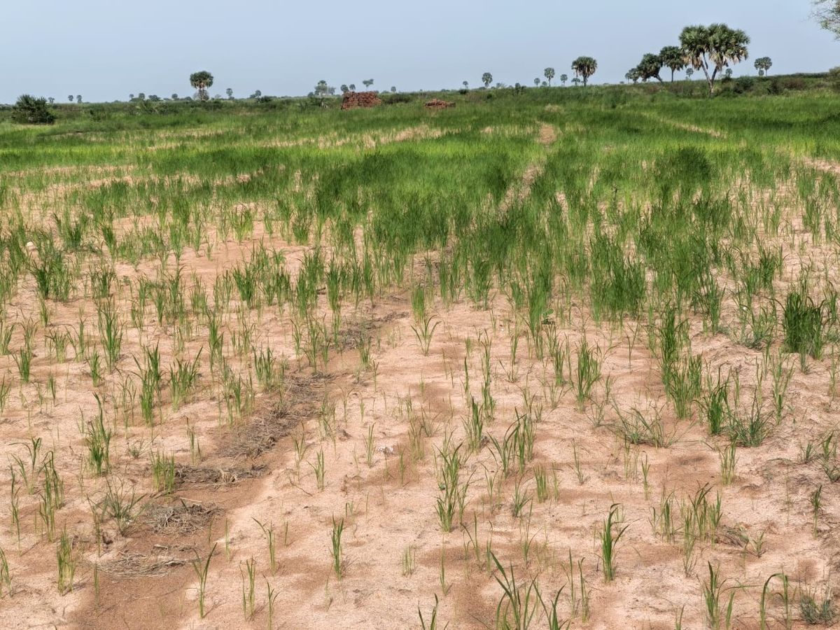 Tchad : la sécheresse menace la campagne rizicole dans la Tandjilé