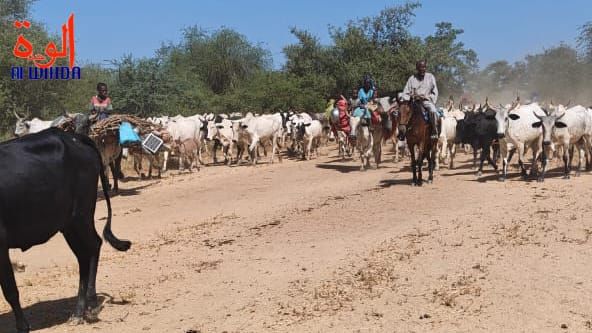 Tchad : au Salamat, éleveurs et agriculteurs entendent le message des autorités sur la paix