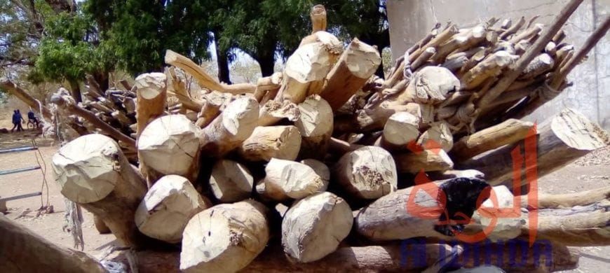 Tchad : à Ati, entre survie économique et urgence climatique, le dilemme du bois-énergie