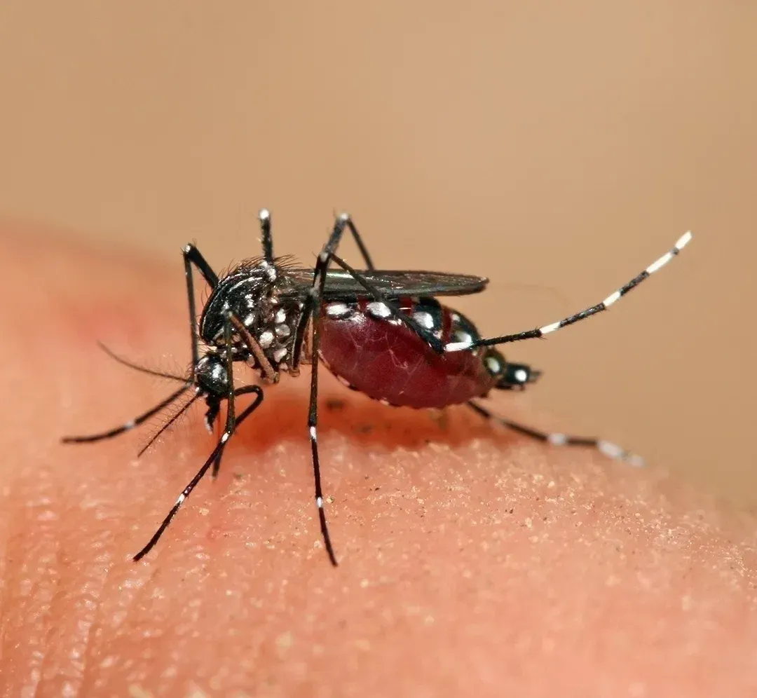 Tchad : flambée de dengue et saturation des hôpitaux à N'Djamena