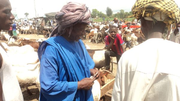 Côte d’Ivoire / Fête de Tabaski : Les prix des moutons en hausse sur les marchés