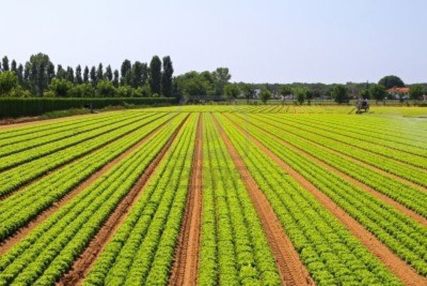 L'Agriculture Au Senegal. Crédits : Sources