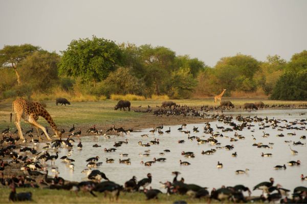 Le parc National de Zakouma. crédits : Sources
