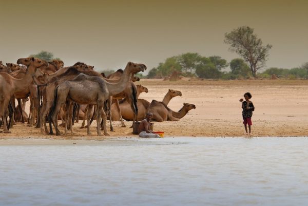 Des animaux au parc de Zakouma. Crédits photo : sources
