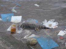 Tchad : Opération Leda zéro