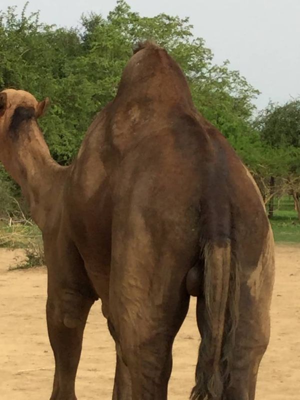 Le dos noirci par les urines et les déjections du mâle en rut. Les glandes sur la nuque suintent d’un liquide noirâtre et odo