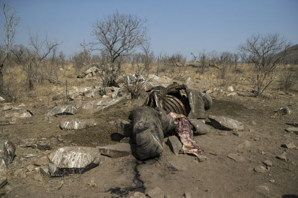 La carcasse d'un rhinocéros blanc abattu par des braconniers pour récupérer ses cornes, dans le parc national Kruger, en Afri