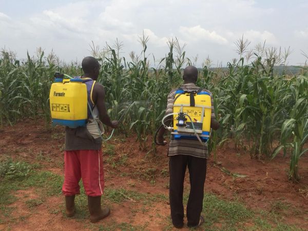 Tchad : tirons le meilleur du salon de l'agriculture SAFAGRI