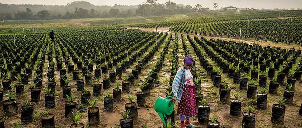 Des terres agricoles en Afrique. © DR