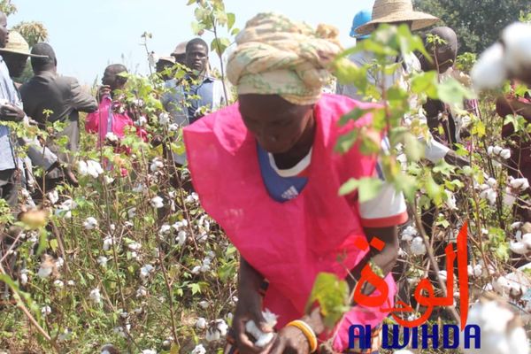 Tchad : au Sud, les champs pédagogiques présidentiels valorisent la filière coton. © Alwihda Info