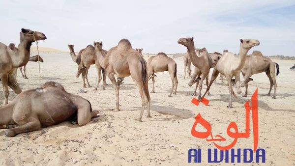 Tchad : vaccination du bétail contre les maladies épidémiologiques au Borkou. © Alwihda Info/A.A.A.