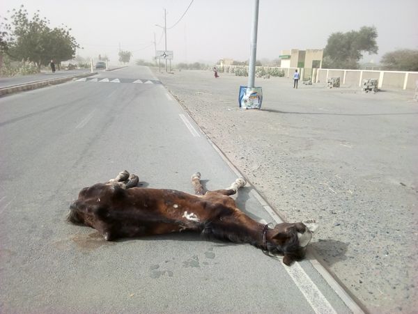 Tchad : au Hadjer Lamis, le vent et la brume affectent la population et l'économie. © Mbainaissem Gedeon Mbeibadoum/Alwihda I