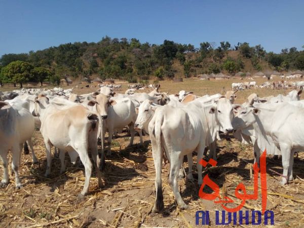 Tchad : le Mayo Kebbi Ouest, une province à fort potentiel animal. © Alwihda Info/Foka Mapagne