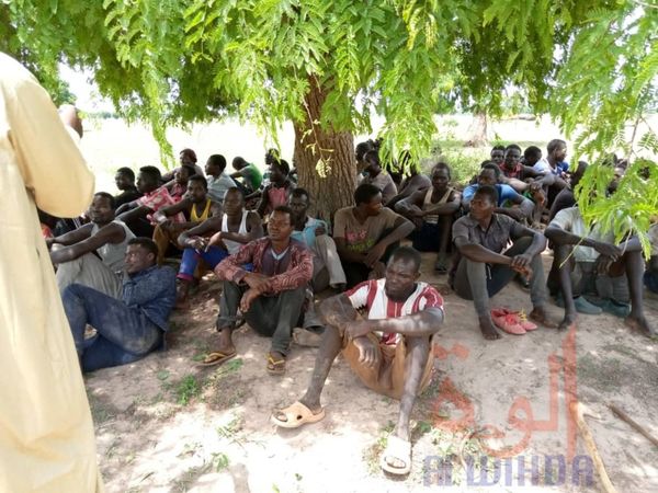 Tchad : antilopes chevalines abattues, 25 libérations sur les 58 arrestations