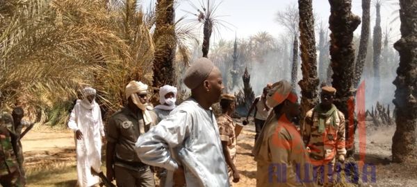 Tchad : des palmeraies ravagées par un incendie à Faya