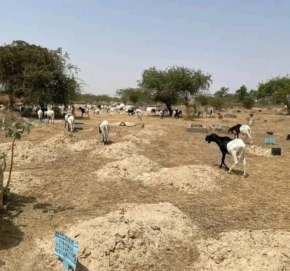 Canicule à N'Djamena : hausse alarmante des enterrements au cimetière de Lamadji