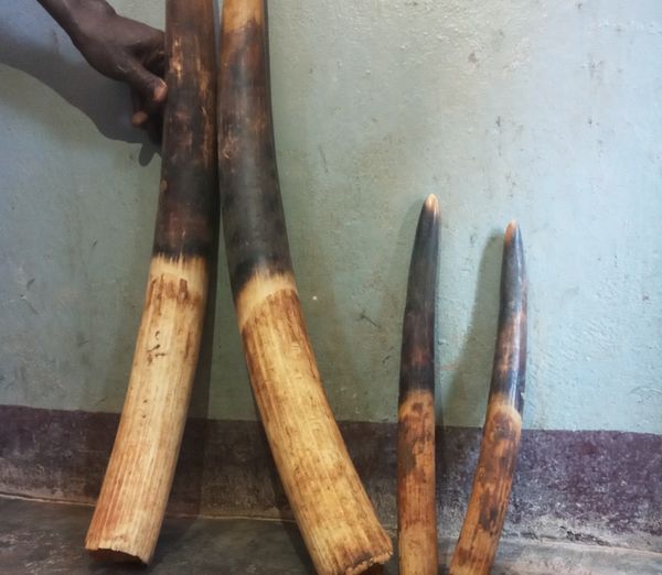 Cameroun : Six trafiquants d’ivoire arrêtés à Bertoua et Yokadouma