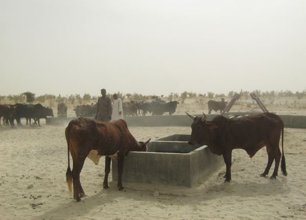 Sahel et bassin du lac Tchad : la BAD soutient la sécurité alimentaire pour prévenir l'aggravation sécuritaire