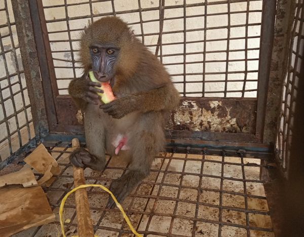 Cameroun : Un commis de douane arrêté avec un mandrill vivant à Ambam