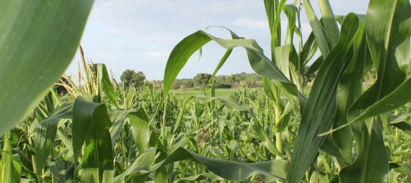 Les pays africains s’engagent à doubler la productivité agricole pour accroître la sécurité alimentaire