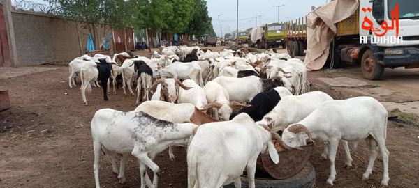 Tabaski au Tchad : les autorités mettent en garde contre la viande non contrôlée
