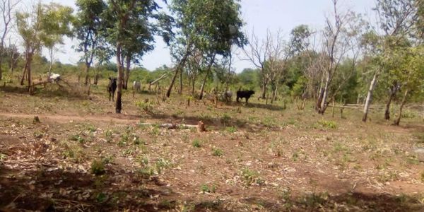 Tchad : un accord de gestion signé pour le futur parc national de Zah Soo