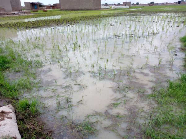 Tchad : ils cultivent le riz à travers la ville de N'Djamena