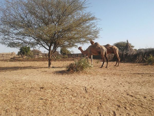 Un village sur la route d'Am Timan. Illustration © Chrisrosenk
