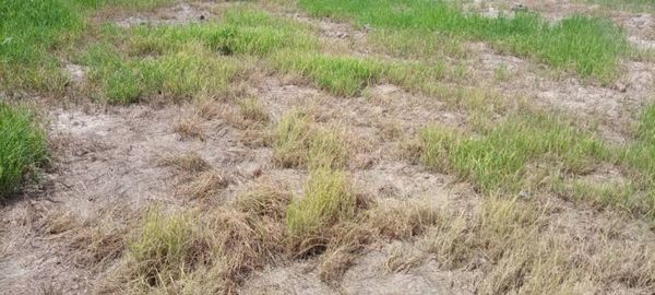 Tchad : l'impact des herbicides dans le secteur agricole