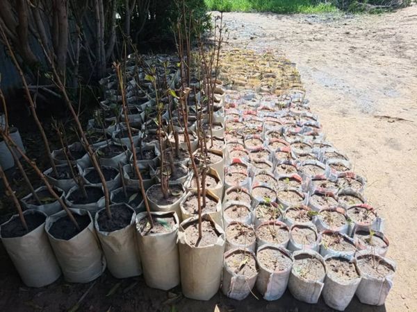 Tchad : l'entrepreneuriat dans le domaine d'arbres fruitiers, un secteur propice