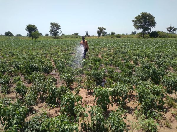 Tchad : au Logone Occidental, le groupement agricole Mekoloum se positionne dans le maraîchage