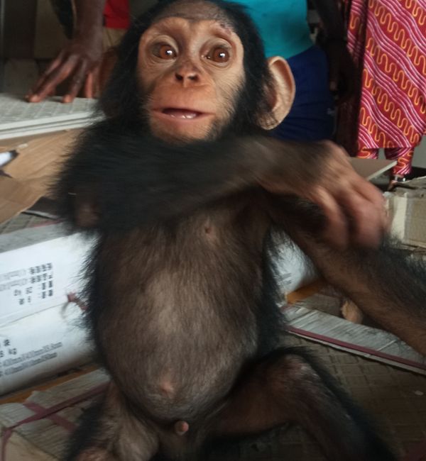 Cameroun : quatre personnes arrêtées pour trafic de chimpanzé à Douala