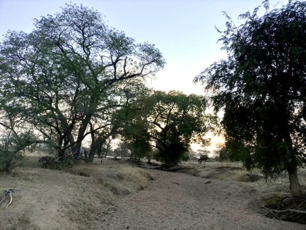 Tchad : un homme tué pour du matériel d'orpaillage au Sila