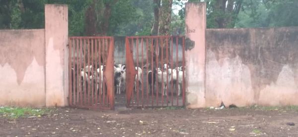Tchad : une cour d’école transformée en enclos pour moutons à Moundou