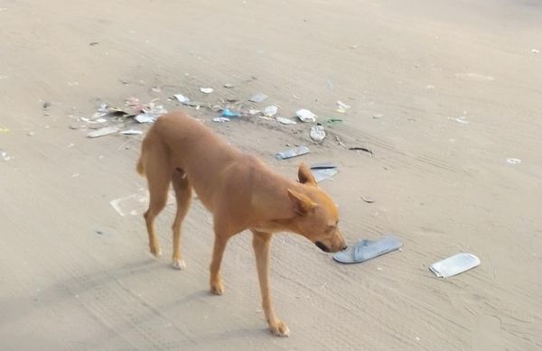 Tchad : la consommation de viande de chien gagne du terrain à Ndjamena