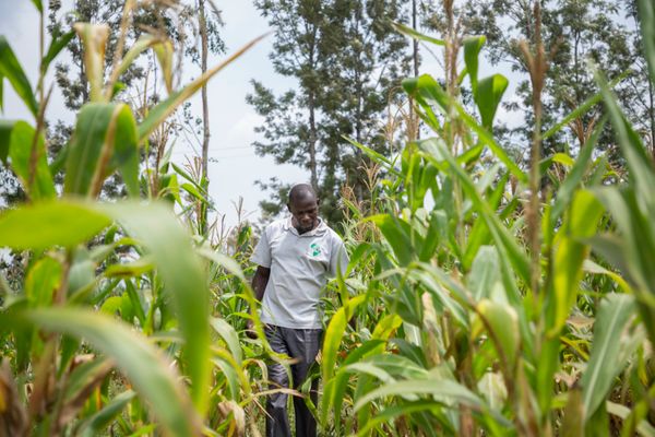 Afrique : plus d’un milliard $ de la BAD pour lancer un plan de production alimentaire d'urgence