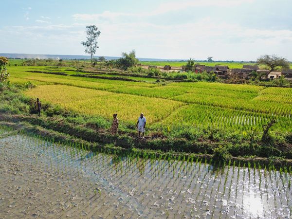Madagascar : rendements à la hausse pour de jeunes entreprises rurales