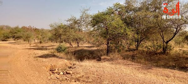 Tchad : ​deux otages libérés contre 20 millions FCFA au Mayo Kebbi Ouest
