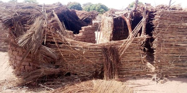 Tchad : les éléphants envahissent la sous-préfecture de Dogou, la population lance un SOS