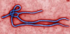 Et si l’Ebola est une arme biologique, testée en Afrique